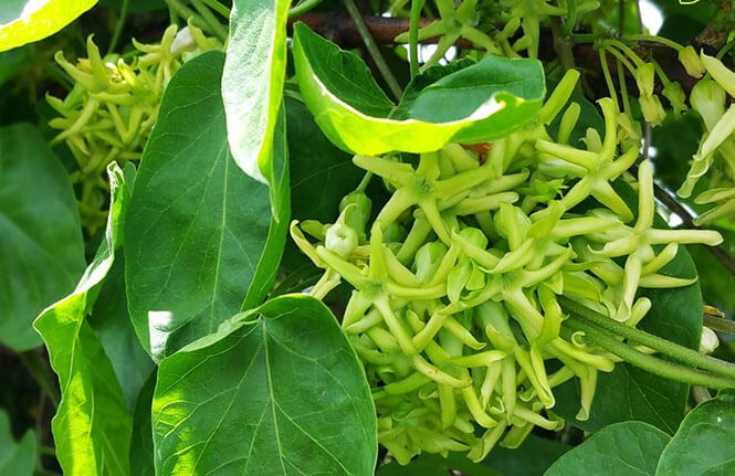 cách chữa bệnh trĩ khi mới bị